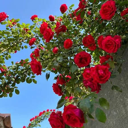 Casa Joy Pensjonat 3*