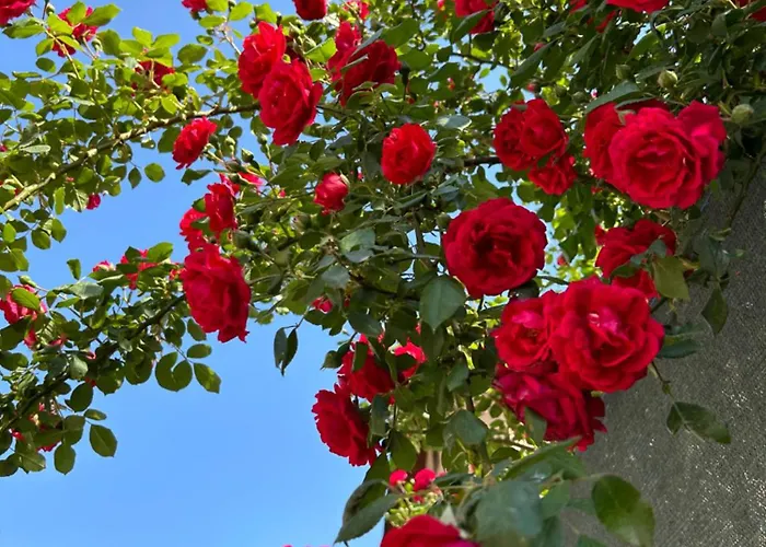 Casa Joy Gæstehus 3*