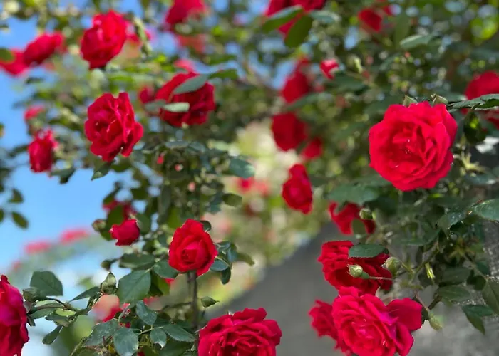 Pensiune Casa Joy Bucureşti