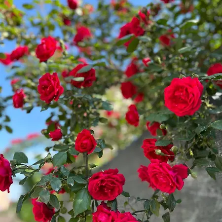 בית הארחה Casa Joy בוקרשט